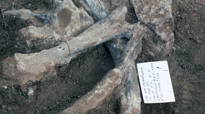 The bone fragments showing proof were discovered in 1992 during construction work to expand an expressway in San Diego. (Photo: San Diego Natural History Museum)