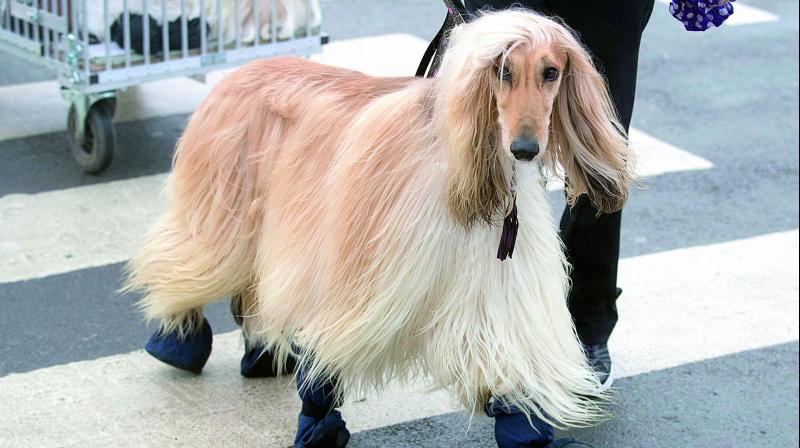 An Afghan Hound arrives for Crufts 2018 at the NEC in Birmingham, England, on Saturday. (Photo: AP)