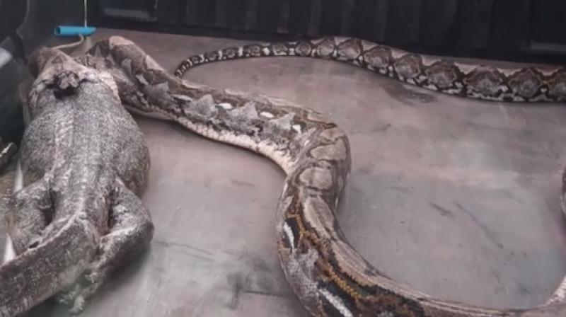 The python was released in the forest but the lizard didnt make it (Photo: YouTube)