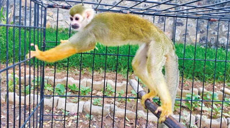 Tufted Capuchin monkey at AAZP. (Photo: DC)