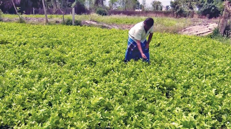 A former  fisheman and now a farmer works at a jasmine field in Rameswaram.