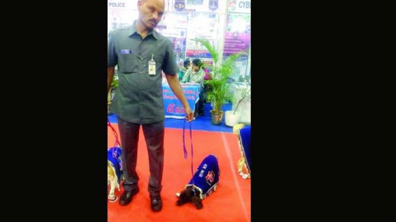 Princy, which became famous after welcoming Cheif Minister K. Chandra-sekar Rao with a bouquet  during an exhibition organised by the police in May 2017, at the three-day Police Expo organised at LB nagar stadium.