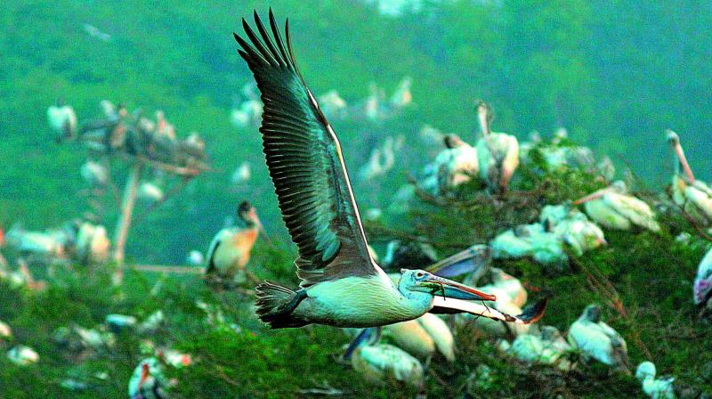 Pelicans throng the Atapaka bird sanctuary. (Photo: C. Narayana Rao)
