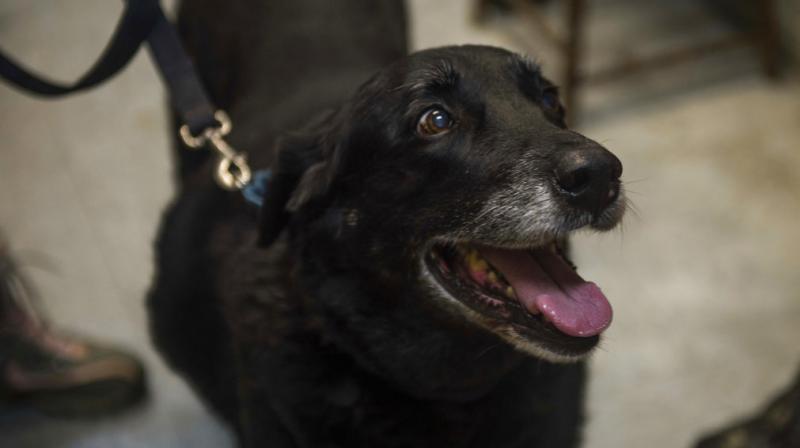 Debra Suierveld and her family assumed their dog Abby had died after she ran away in 2008 from their home. (Photo: AP)