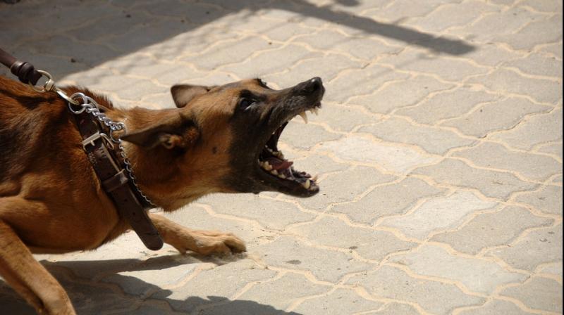In his complaint, he mentioned the owner of the dog, Gaurav Dayal. (Photo: Pixabay)