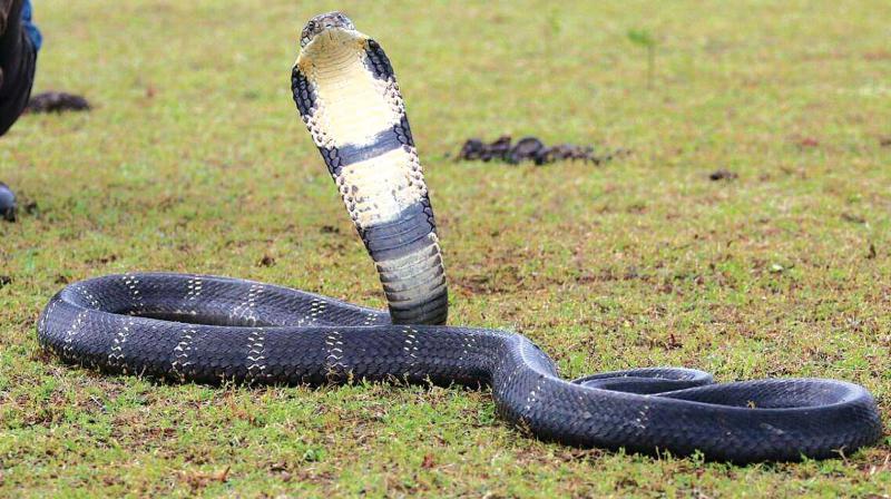 Experts in handling snakes usually take less than a minute to rescue a snake from a house while untrained rescuers play with the snake for several minutes putting it under stress.