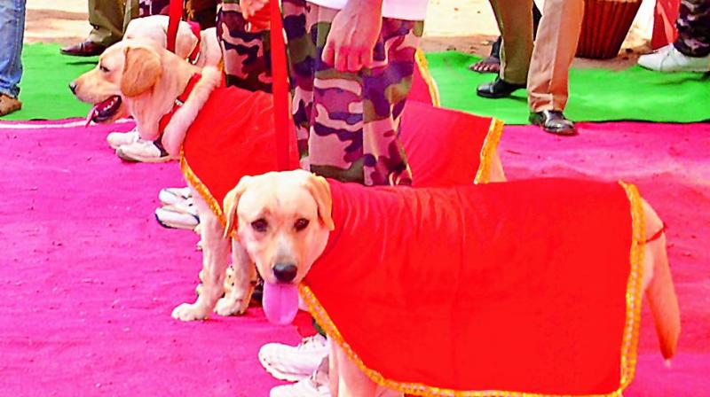 The three new Labrador police dogs coming from Moinabad training centre to Vijayawada on Sunday.  (Photo: DC)