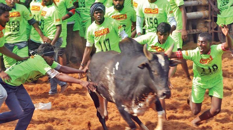 Participants try to tame a bull at the event on Sunday.	 (DC)