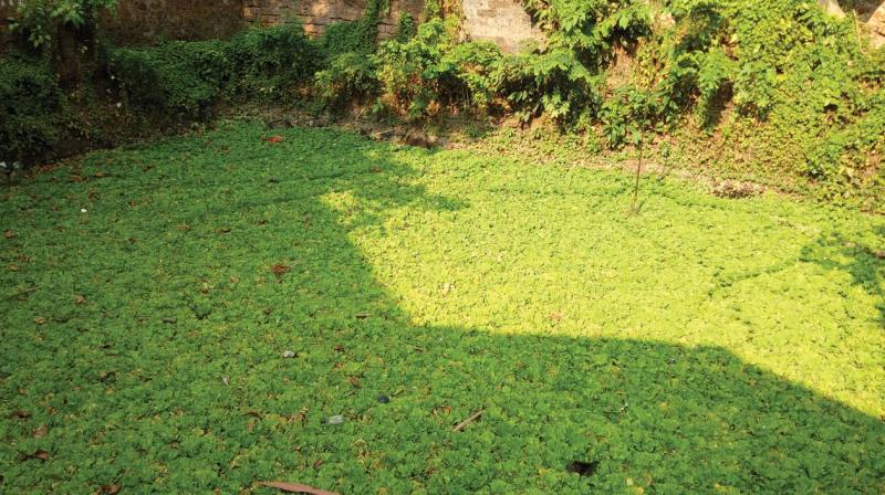 An algae-filled pond in Kozhikode awaits a new lease of life.