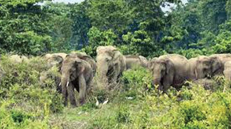According to the farmers, the tusker has descended from the Kannavam forest in Kannur district.