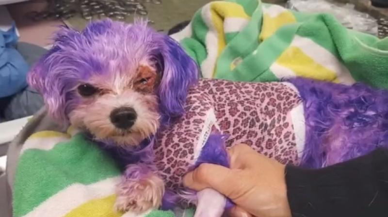 They had to shave off her fur to assess damage and was horrified at her condition (Photo: YouTube)