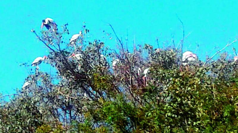 Painted storks take shelter on a tree at Veerapuram in Chilamathur mandal