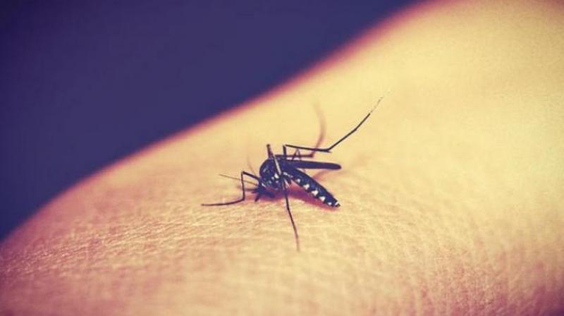 The number of deaths due to dengue in the country in 2017 stood at 253, with Tamil Nadu topping the list with the death of 65 people, Union health minister J P Nadda told Parliament on Friday.