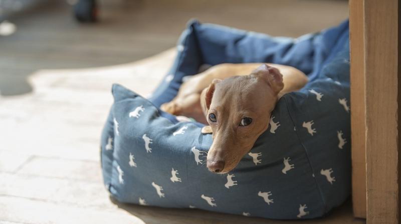 Scientists reproduced the sausage dogs DNA in a litter borne by a canine surrogate mum. (Photo: Pixabay)