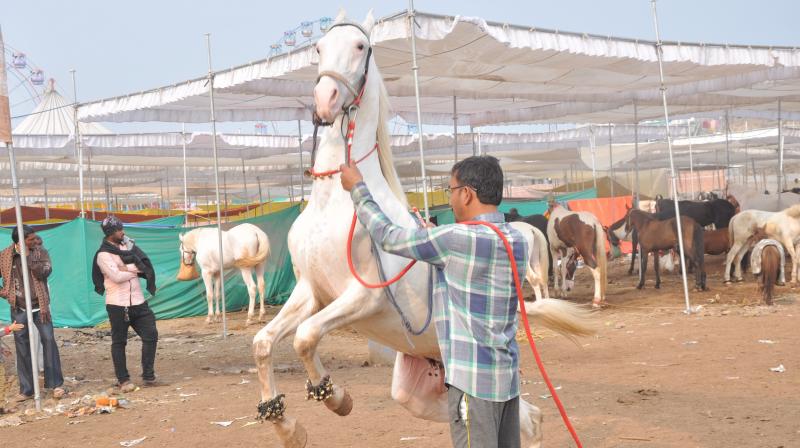 PETA India gets custody of horses seized in illegal racing sting