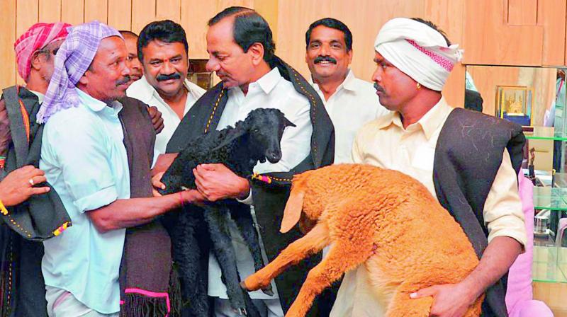 A file photo of Chief Minister K. Chandrasekhar Rao, animal husbandry minister Talasani Srinivas Yadav with a shepherd. (Photo: DC)