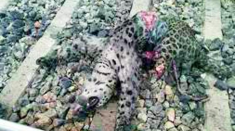 The carcass of a leopard found on the railway track in Devarkadra mandal.