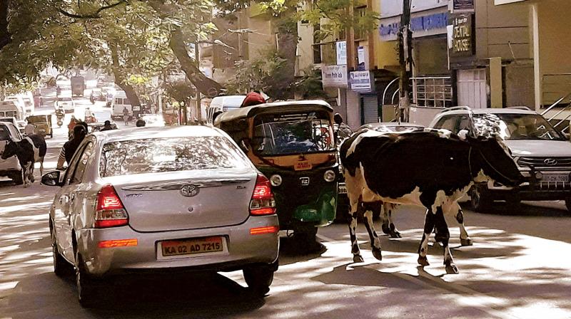 A cow standing in the middle of the road at Basaveshwara Nagar, in Bangalore.