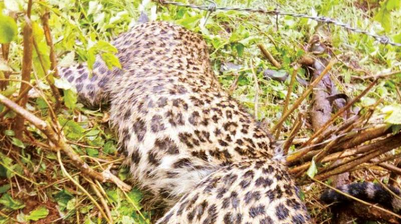 A male leopard was found dead after being caught in a snare at Neekanahalli of Sakleshpur in Hassan on Wednesday.