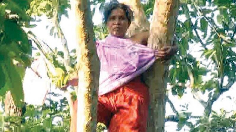 Tribal leader Muthamma atop a tree during a recent protest.