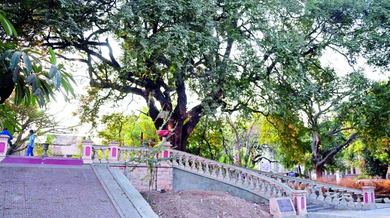 The GHMCs work around the historic tree stopped after two days following objections