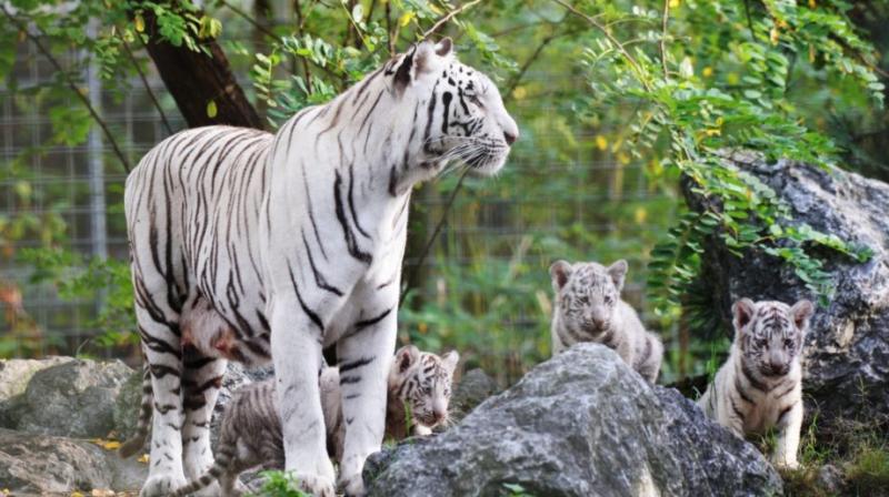 Four tiger cubs, which were born at Arignar Anna Zoological Park at Vandalur last week died with bite marks, confirmed park officials.