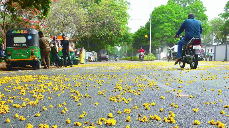 Flowers fall to the ground on the old Government Hospital road as gales blow in Vijayawada on Monday evening. (Photo: DC)