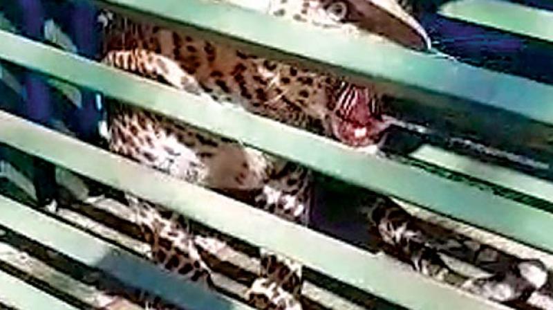 According to DFO Venkatesh, a couple of months ago, farmers sighted a leopard near Kaalimangalam area close to the forest fringes.