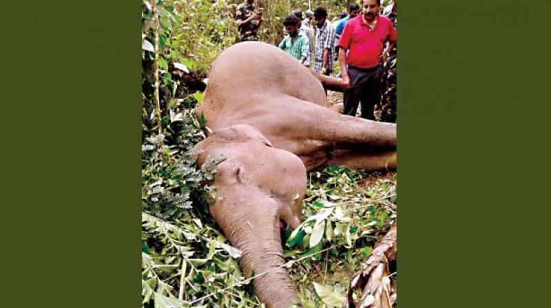 Mysuru district tops with 42 cases of jumbos being electrocuted, followed by Chamarajanagar with 29 and Kodagu with 23.