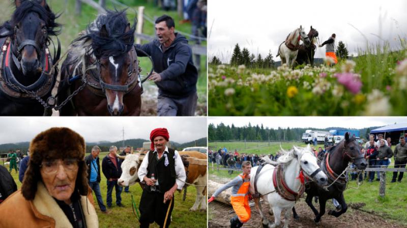 Bosnians celebrate centuries old horse logging tradition at festival