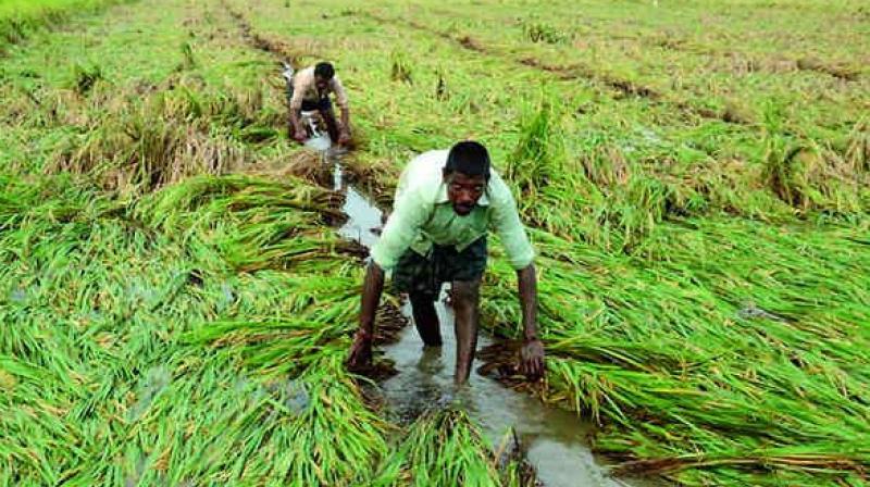 The councils will have the power to decide the MSP and select farmers for the Rs 8,000 per acre per year financial assistance promised by the government from May. (Representational image)