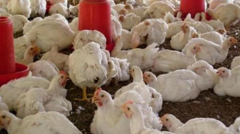 Animal microbiology experts in the city say it is a common practice to feed antibiotics for poultry and animals, to gain sudden weight. (Representational image)