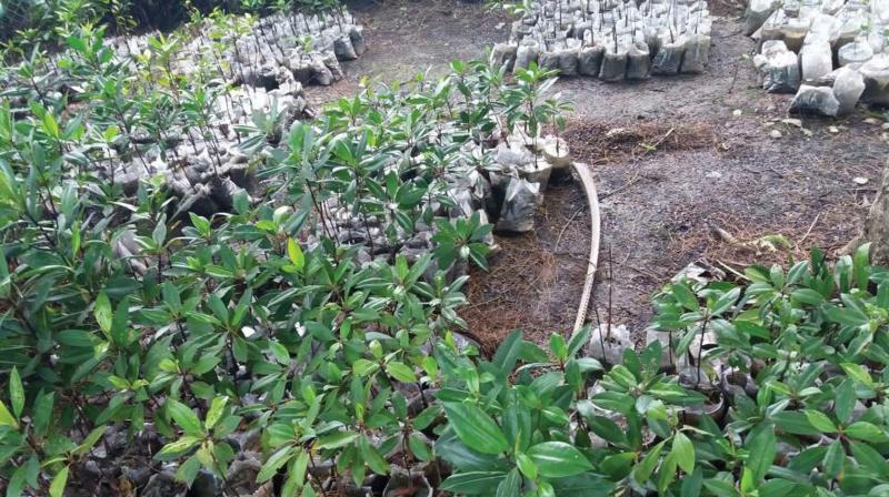 Mangrove saplings being readied for planting.