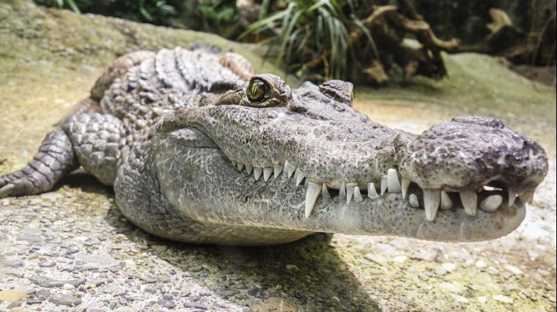 The Khao Yai National Park authorities said that signboards were put up warning visitors about the crocodiles. (Photo: Pixabay)