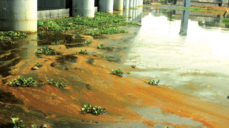 A polluted portion of river Periyar