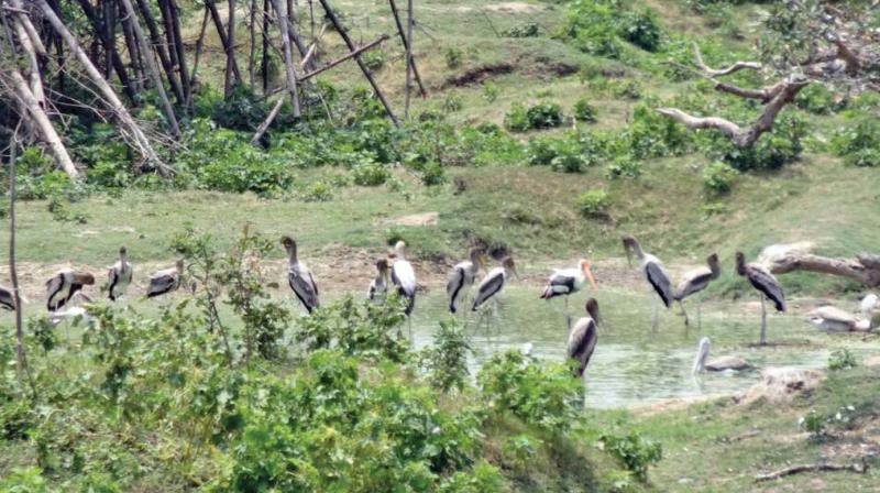 Birds quench their thirst from a water source in Vedanthangal. (Photo: DC)