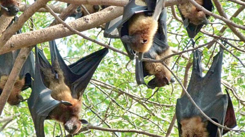 The bats resting in the trees at Tabakad Honnalli village near Hubballi. (Photo: DC)