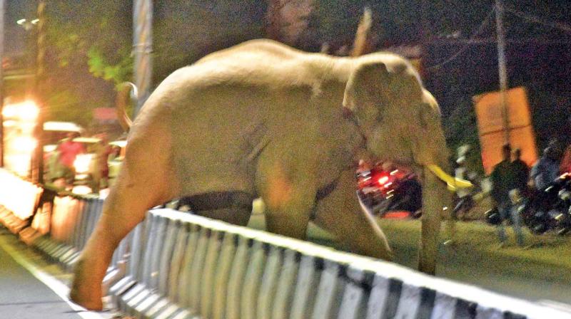 A wild elephant crosses Palakkad-Coimbatore highways near Kovaipudur on Wednesday night. (Photo: DC)