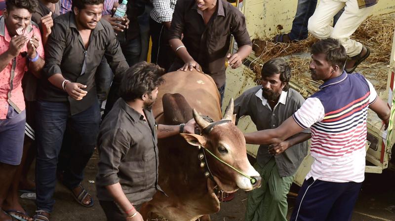 Youngsters and students release a bull during a protest to lift the ban on Jallikattu and impose ban on PETA, at Kamarajar Salai, Marina Beach in Chennai. (Photo: PTI)