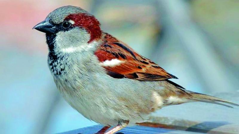 As the house sparrows consume mosquito larvae also, their presence helps tackle mosquito related health problems in the city.