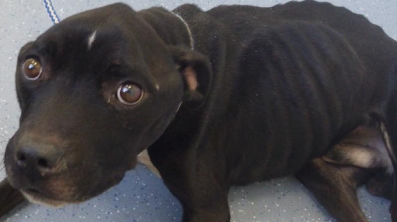 Maxie, a Staffordshire bull terrier, was found in horrific conditions. ( All Photos: RSPCA)
