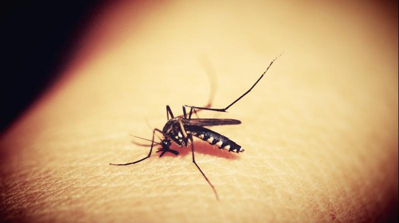 New climate-based system could predict dengue spread in India. (Photo: Pexels)