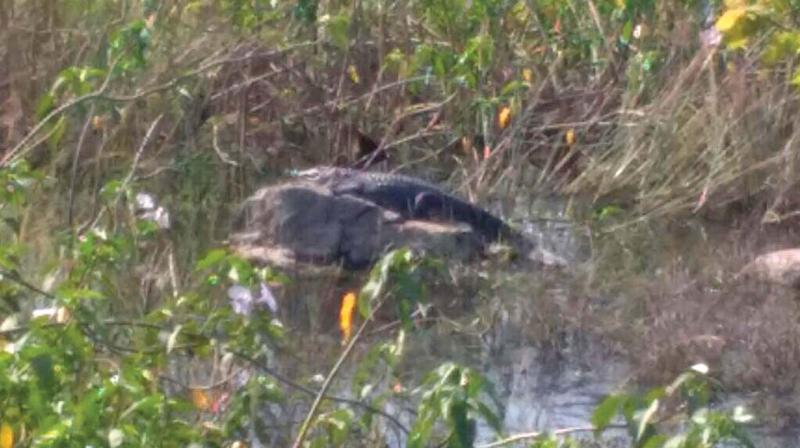 The crocodile sighted in Sadanandhapuram  temple tank. (Photo: DC)