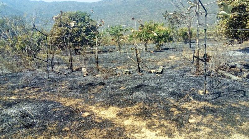 Efforts are being made to control the fire from spreading to the nearby tribal hamlets in the Anaikatty hills.