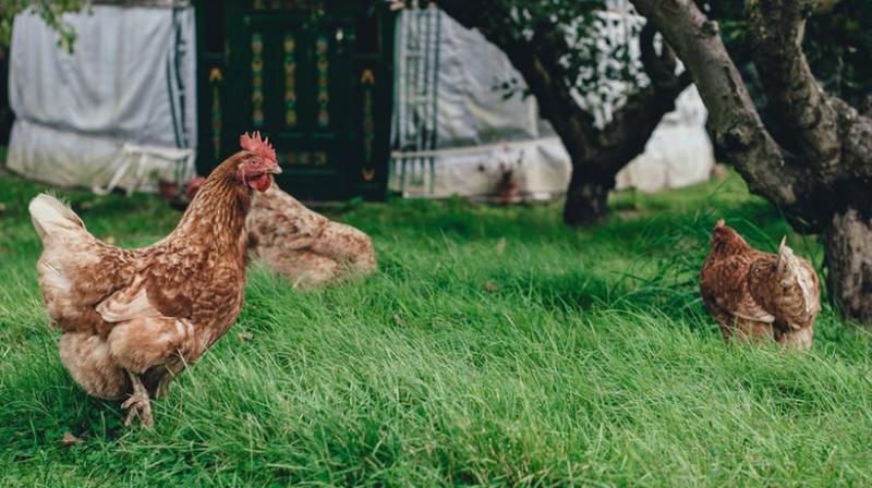 Poultry farms in Punjab could be breeding antibiotics-resistant superbugs
