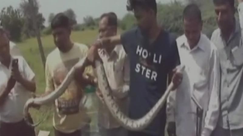 Seven-foot python rescued in Gujarat. (Photo: Youtube)