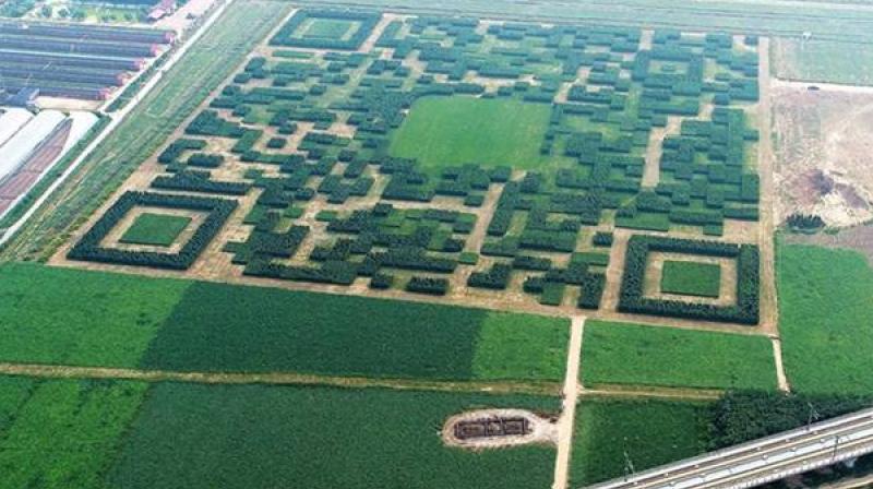 The giant QR code is built with over 1,30,000 Chinese juniper trees and spans across a 227 meter field. (Photo: Xinhua Facebook)