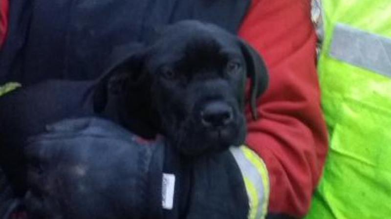 Heart-warming footage shows the efforts of the fire fighters trying to help the little pup. (Photo: Billesley Fire Department Twitter)