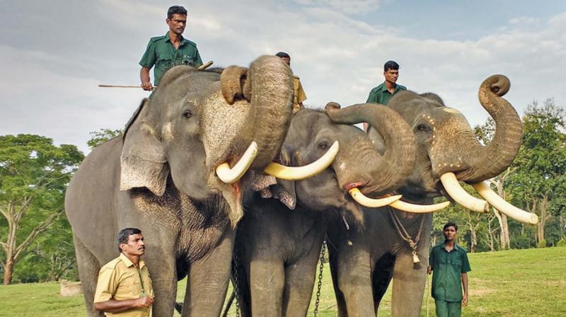 The three Kerala jumbos raise their trunks to bid adieu to MTR after completing their training in kumki skills and activities.	Image: DC