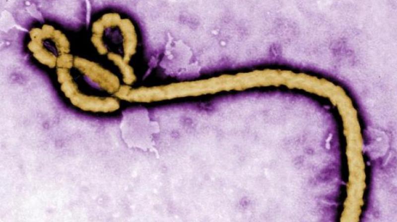 Researchers develop antibodies against 3 Ebola viruses. (Photo: AP)